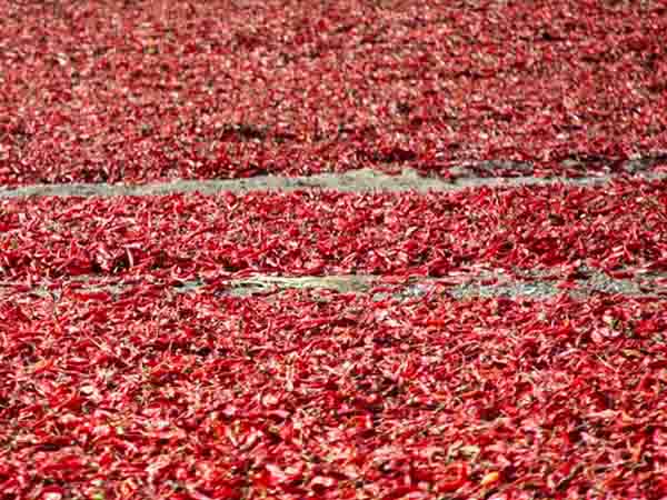 辣椒烘幹（gàn）機