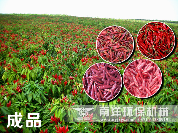 烘幹後的辣椒