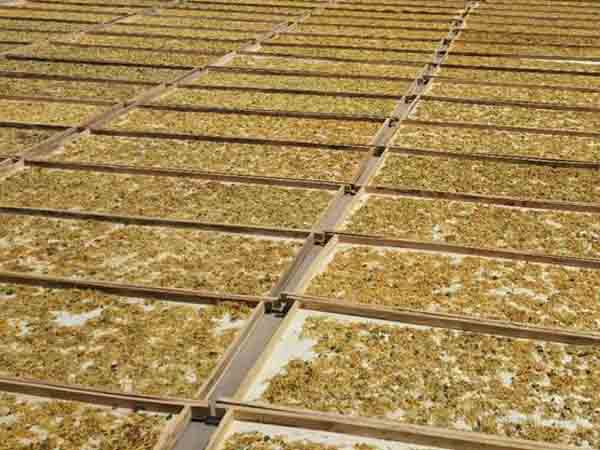 人工晾曬金銀花