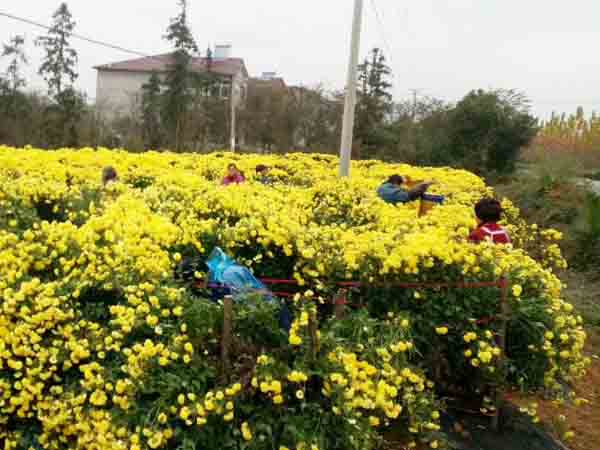 菊花（huā）采摘