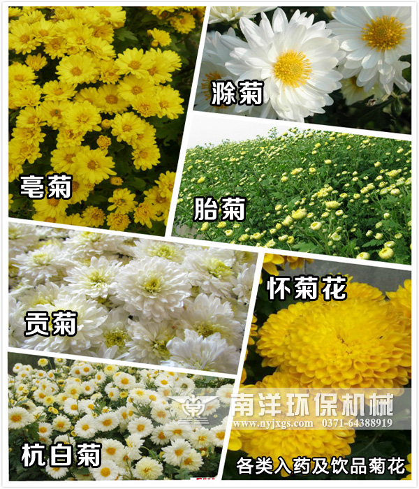 菊花的價（jià）值