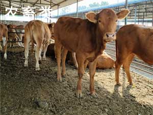 農畜業烘幹解決方案