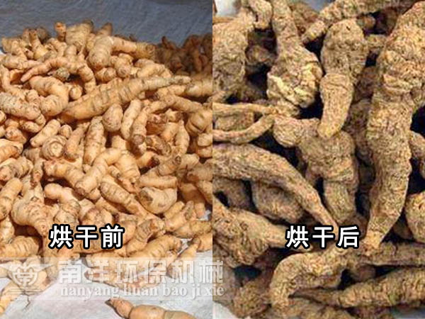 地黃烘幹前與烘幹後對比