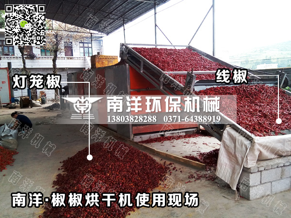 91污视频辣椒烘幹機使用現場