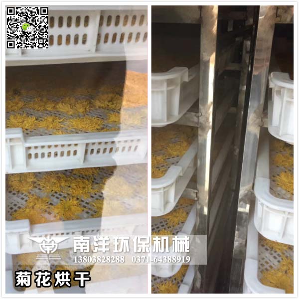 菊花烘幹現（xiàn）場